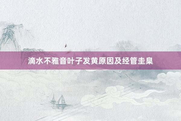 滴水不雅音叶子发黄原因及经管圭臬